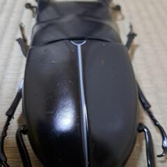 クワガタ　ビッグ　標本　おもちゃ　フィギア　飾りの画像