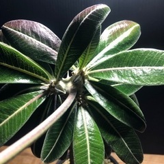 カクチペスの画像