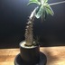 ランキングキーワードに紐づく投稿画像-観葉植物