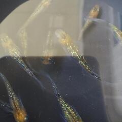 メダカ  サボラメイエロー10匹  (お取引中)