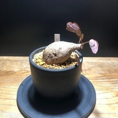 フィランサスミラビリス　綺麗な株　良型