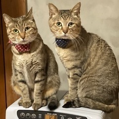 ペットショップについて