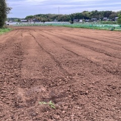 農作業をお手伝い頂けるボランティアさんを募集しています。