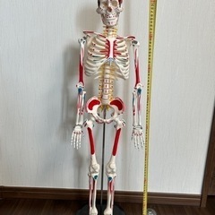 人体模型の中古が安い！激安で譲ります・無料であげます(3ページ