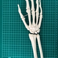 【受け渡し予定者決定】骨模型のセット
