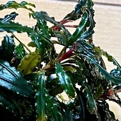 水草【ブセspキャサリン】〜流木活着豪華7株の画像