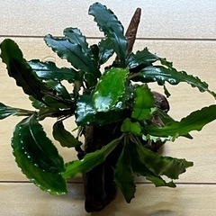 水草【ブセspビブリス】〜流木活着3株の画像