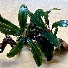 水草【ブセspシルバーナイト】〜流木活着2株
