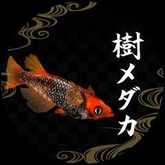 メダカ掬い　　5 - イベント