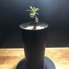 パキプス　パワータンク
