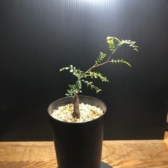 パキプス　パワータンク