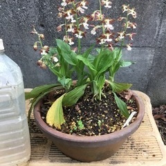 えびねラン②