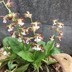 えびねラン②の画像