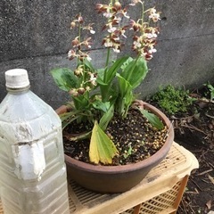 えびねラン②の画像
