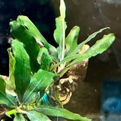 水草【ブセspティアグリーン】〜流木活着4株 の画像