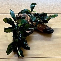 水草【ブセspティアグリーン】〜流木活着4株 の画像
