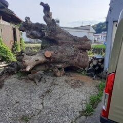 ケヤキ（欅）原木　引き取り限定にて無料です！の画像