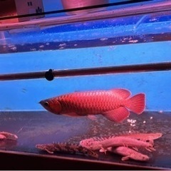 熱帯魚　発送可　　　
