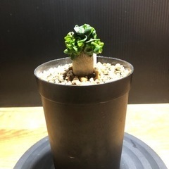 アデニウム  ドーセットホーン　獅子葉