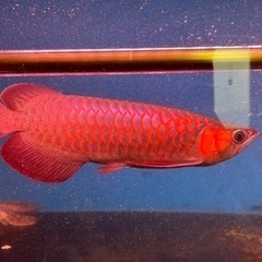 熱帯魚　発送可　　　の画像