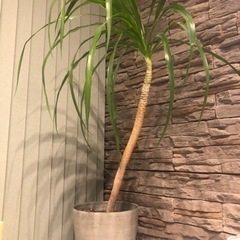 観葉植物　ガーデニング　ドラセナ科