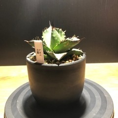 白鯨　アガベ