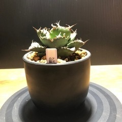 白鯨　アガベ