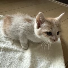 ヘルプ＆引き取って頂ける方お願いします  - 猫