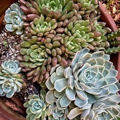 多肉植物お譲りします。
