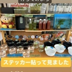 めだか メダカ 大山悠輔ディー1匹サービス