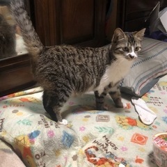 里親募集します