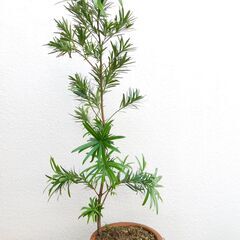 盆栽素材イヌマキ（方言名チャーギー）の画像