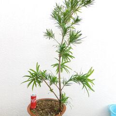 盆栽素材イヌマキ（方言名チャーギー）の画像
