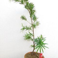 盆栽素材イヌマキ（方言名チャーギー）の画像