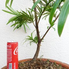 盆栽素材イヌマキ（方言名チャーギー）の画像