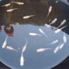 紅ほっぺ5匹：メダカの画像