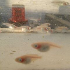 紅ほっぺ5匹：メダカ