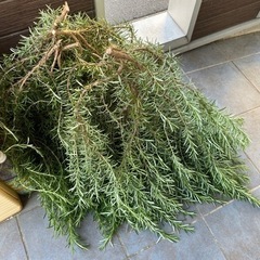 生活雑貨 家庭用品 ガーデニング