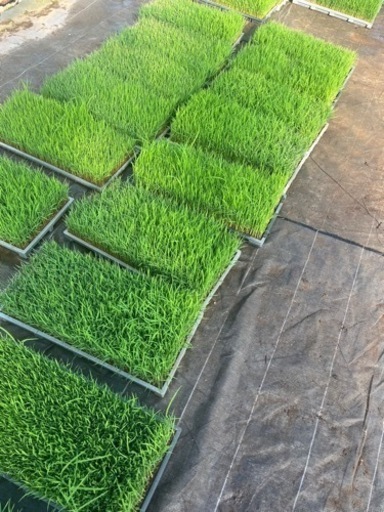 コシヒカリ苗•水稲•田植え