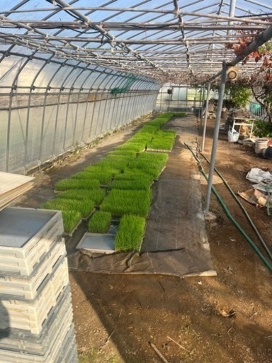 コシヒカリ苗•水稲•田植え