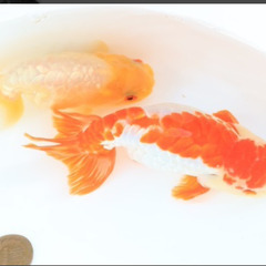 福岡県 筑紫野市の金魚 その他の中古が安い！激安で譲ります