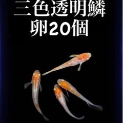 PayPay三色透明鱗めだか　卵20個