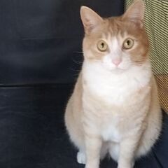 里親募集します。