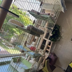 猫ゲージ