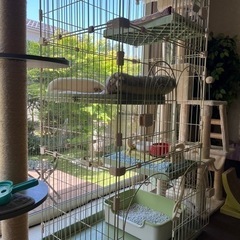 猫ゲージの画像