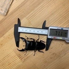 取り引き中　スマトラオオヒラタB♂単品の画像