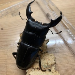 取り引き中　スマトラオオヒラタB♂単品の画像