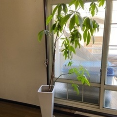 観葉植物
