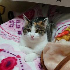 迷い猫《み〜こ》を探しています。