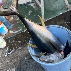 完売ありがとうございました
　鰹